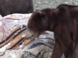 ویدئو :  نبرد شدید خرس ها با سایر حیوانات