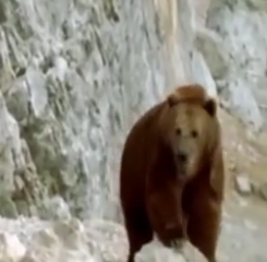 ویدئو:    جنگ خرس مادر با سگها