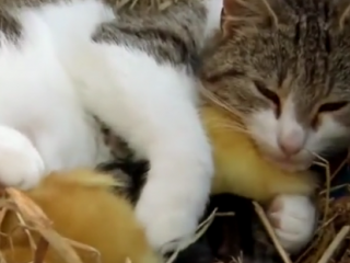 ویدئو:   نگهداری از جوجه اردک توسط گربه ماده