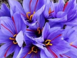 ویدئو :  فواید شگفت انگیز زعفران