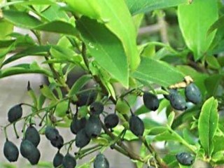 گیاهی برای درمان عوارض دیابت نوع ۲
