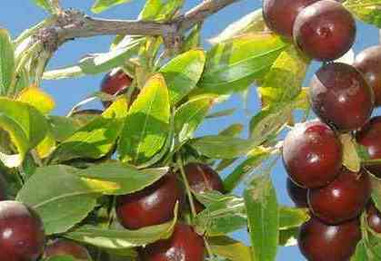 درمان فشار خون بالا با عناب