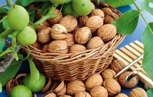 گنجاندن گردو در رژیم غذایی بهترین راهکار کاهش کلسترول