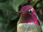 فیلم: تغییر رنگ عجیب پرهای این پرنده