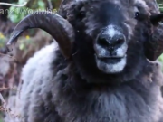 ویدئو :  رمبو گوسفندان را ببینید (مطلب)