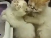 ویدئو : گربه رو ببینید چقدر حرفه ای ماساژ می ده (مطلب)