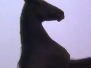 ویدئو : زندگی یک اسب وحشی از بچگی تا بزرگی (مطلب)