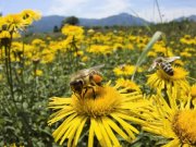 ویدئو  :  بیست و یک  روز ابتدایی زنبورعسل در ۶۰ ثانیه ویدئو