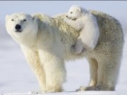ویدئو : دوستی خرس قطبی و سگ (مطلب)