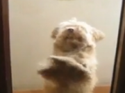ویدئو : رقصیدن سگ (مطلب)