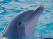 ویدئو :  هنرنمایی دیدنی دلفین ها (مطلب)