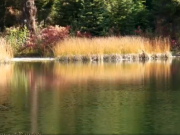ویدئو : طبیعت زیبا همراه با موسیقی آرامش بخش  (HD) (مطلب)
