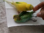 ویدئو : پرنده ای که باور نمی کند یارش مرده است (مطلب)