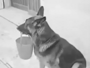 ویدئو : سگه از آدم بیشتر میفهمه!!! (مطلب)