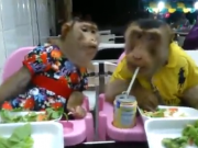 میمون هایی که مثل بچه آدم غذا می خورند (مطلب)