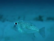 ویدئو :  طرحهای عجیب در کف دریا توسط نوع خاصی از ماهی ها (مطلب)