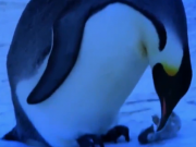 ویدئو :   سوگواری پنگوئن ها برای مردن بچشون (مطلب)