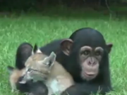 ویدئو :  دوستی جالب حیوانات با هم (مطلب)