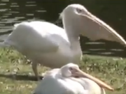 ویدئو :     پلیکانی که کبوتر می بلعد ! (مطلب)