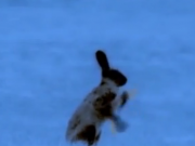 ویدئو : فداکاری خرگوش مادر... (مطلب)