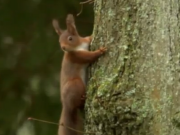 ویدئو :  تهیه غذای اعجاب انگیز سنجاب قرمز!!! (مطلب)