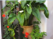 ویدئو : ایده هایی برای باغچه های کوپولو و تزئینی (مطلب)