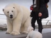ویدئو :  یک خرس  تو خیابانهای شهر قدم میزنه (مطلب)