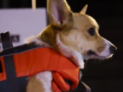 ویدئو :  شگفت انگیز ترین سگ جهان در حرکت فوق العاده آهسته (مطلب)