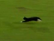 ویدئو : فرار گربه از دست دروازه‌بان اورتون (مطلب)