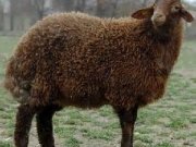 ویدئو :   تهاجم فرهنگی به گوسفندها هم رسید (مطلب)