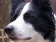 ویدئو:    سگی که ۱۵۰ تا کلمه بلده! (مطلب)