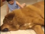 ویدئو:    بازی بچه با سگ بزرگ (مطلب)