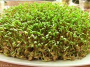 چطور سبزه بندازم؟ (مطلب)