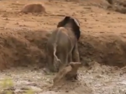 ویدئو:   لحظه ای زیبا از نجات یک بچه فیل توسط والدینش (مطلب)