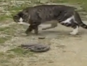 ویدئو:   کل کل گربه و مار (مطلب)