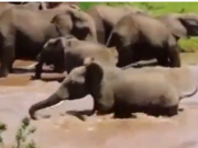 ویدئو : فیل های دلسوز (مطلب)