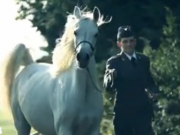 ویدئو : زیباترین اسب های عرب جهان + کیفیت HD (مطلب)