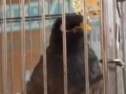 ویدئو : چندلحظه خیلی جالب با مرغ سخنگوی مینا (مطلب)