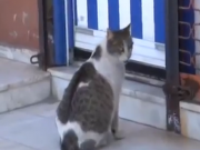 ویدئو : گربه ای که درد زایمانش گرفته و از درمانگاه كمك خواسته! (مطلب)