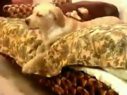ویدئو :     کی صبح ها مثل این سگ از رختخواب جدا میشه؟ (مطلب)