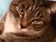 ویدئو : اوج محبت گربه (مطلب)
