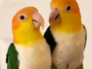 ویدئو :  کایک ها این پرنده های زیبا (مطلب)
