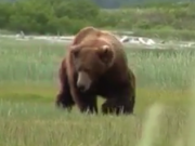 ویدئو :  نبرد دیدنی خرس های گریزلی (مطلب)