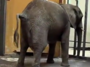ویدئو : معجزه عشق فیل مادر به نوزادش (مطلب)