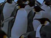 ویدئو :     مستندرژه پنگوئن ها (مطلب)
