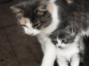 ویدئو : در آغوش گرفتن (عشق مادر و فرزند) (مطلب)