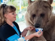 ویدئو :  خانواده روسی که با خرس زندگی می کنند (مطلب)