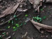 ویدئو :مورچه ها ذخایر خود را کجا می برند (مطلب)