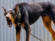ویدئو :  10 سگ فوق العاده خطرناک (مطلب)