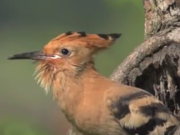 ویدئو : غذا دادن دیدنی پرنده به بچه هاش (مطلب)